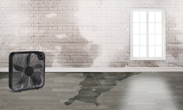 Best Local water damage restoration  in Berryville, AR